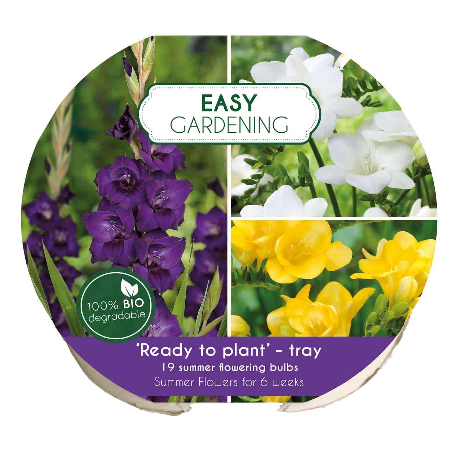 Easy Gardening Purple/Yellow/White