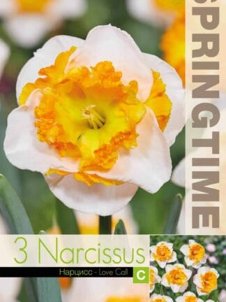 Narcissus Love Call