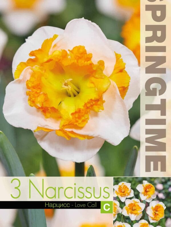 Narcissus Love Call