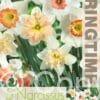 Narcissus Pink Mixed