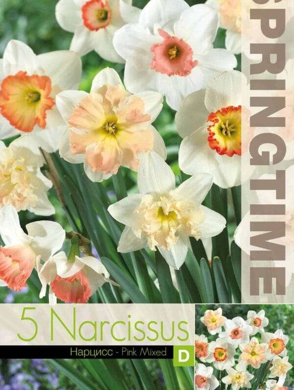 Narcissus Pink Mixed