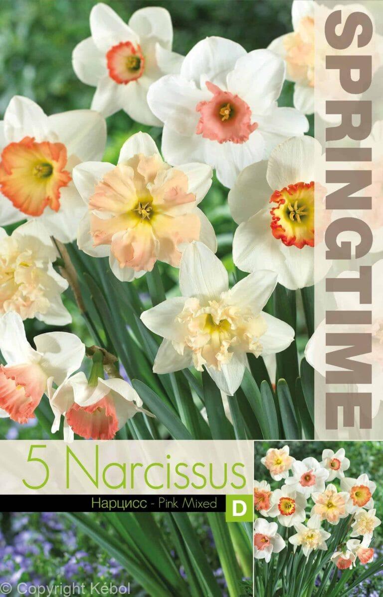 Narcissus Pink Mixed