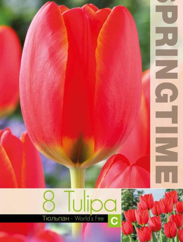 Tulipa World's Fire