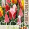 Tulipa Botanical Mixed