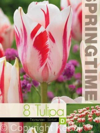 Tulipa Sorbet