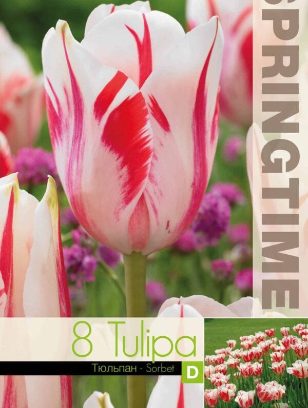 Tulipa Sorbet