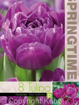 Tulipa Blue Diamond