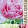 Tulipa Foxtrot - RB