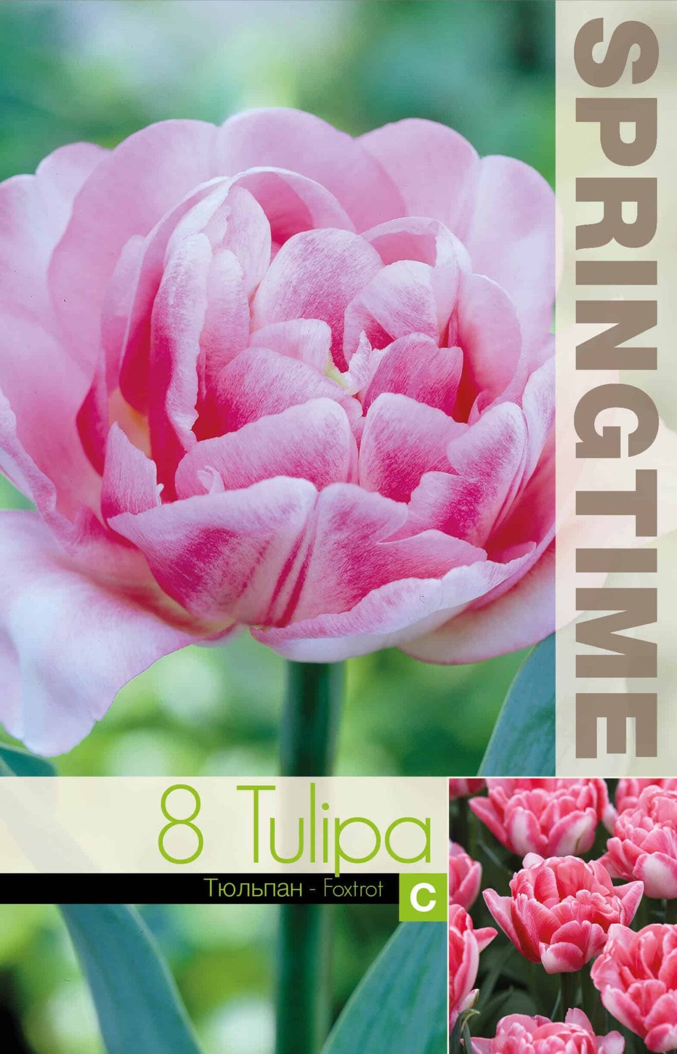 Tulipa Foxtrot - RB