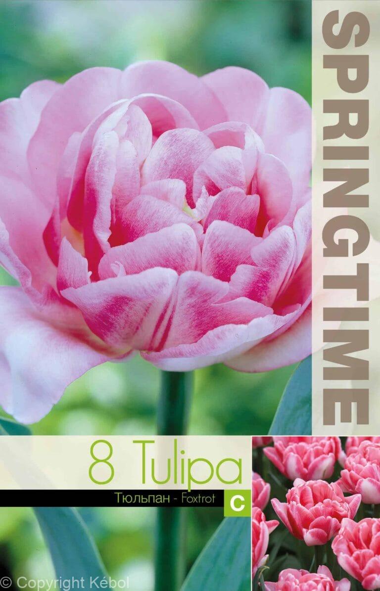 Tulipa Foxtrot - RB