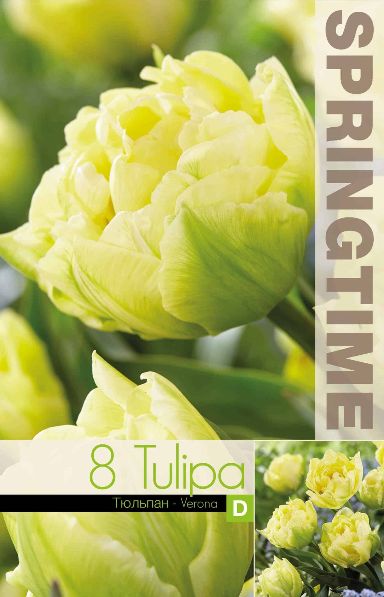 Tulipa Verona - RB