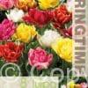 Tulipa Double Early Mixed - RB