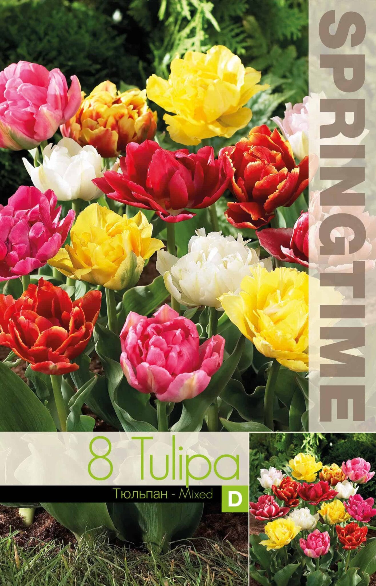 Tulipa Double Early Mixed - RB