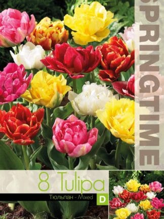 Tulipa Double Early Mixed - RB