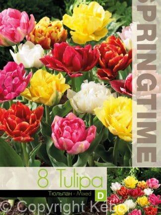 Tulipa Double Early Mixed - RB