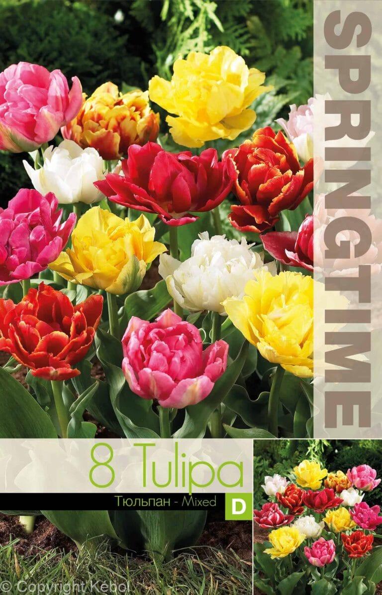 Tulipa Double Early Mixed - RB