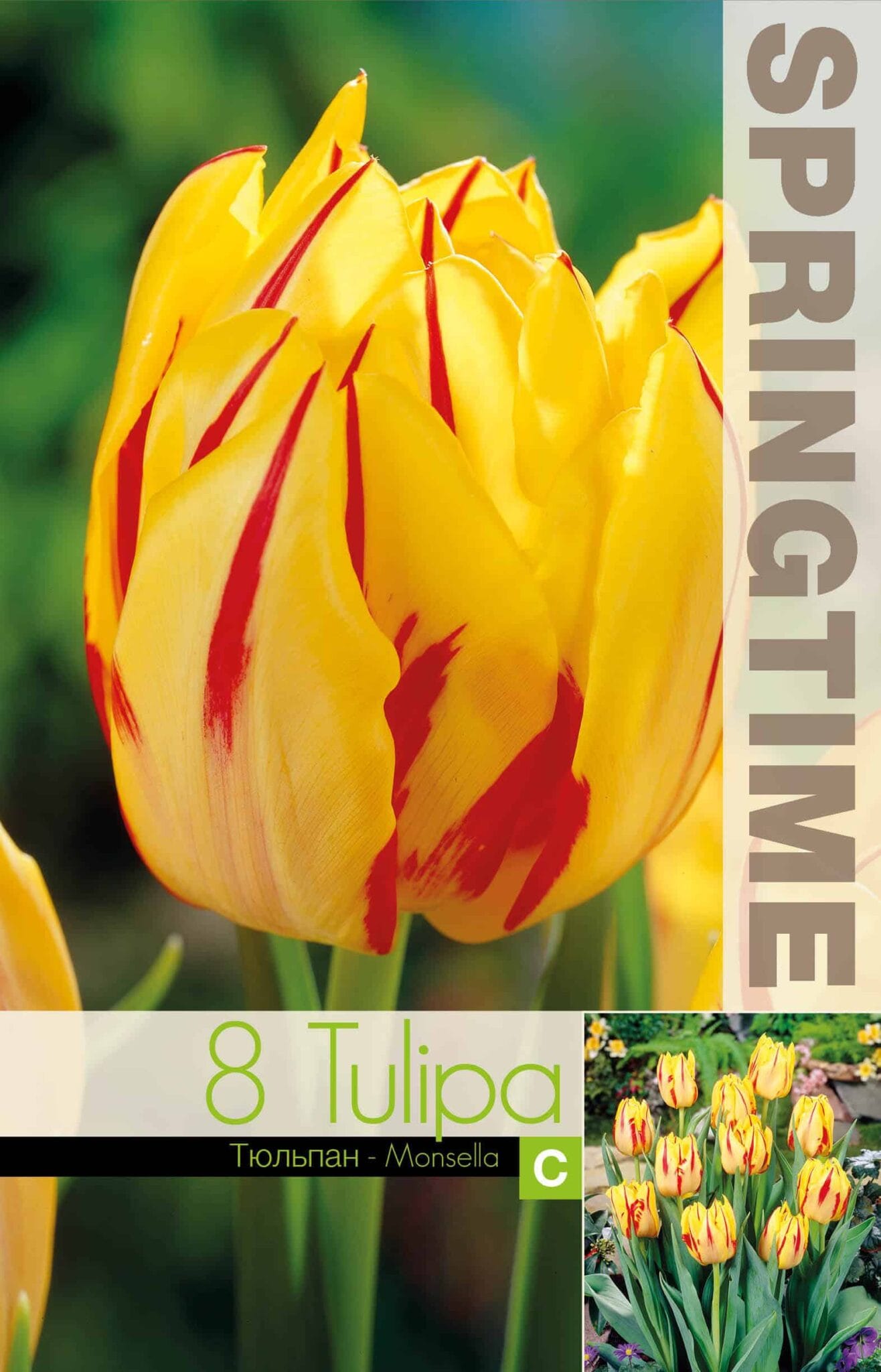 Tulipa Monsella