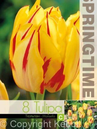 Tulipa Monsella