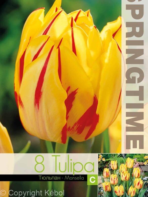 Tulipa Monsella - RB