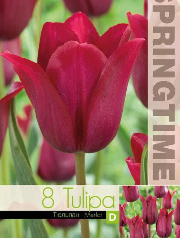 Tulipa Merlot