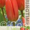 Tulipa Orange Brilliant