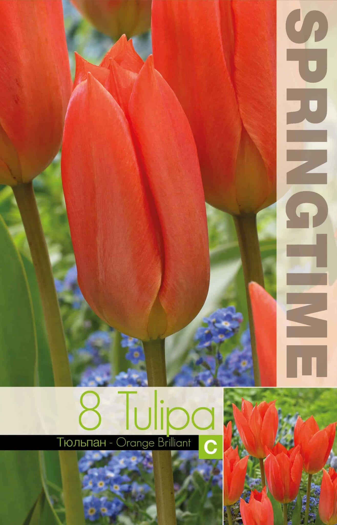 Tulipa Orange Brilliant