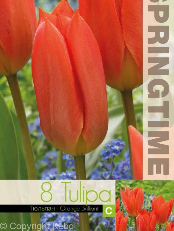 Tulipa Orange Brilliant