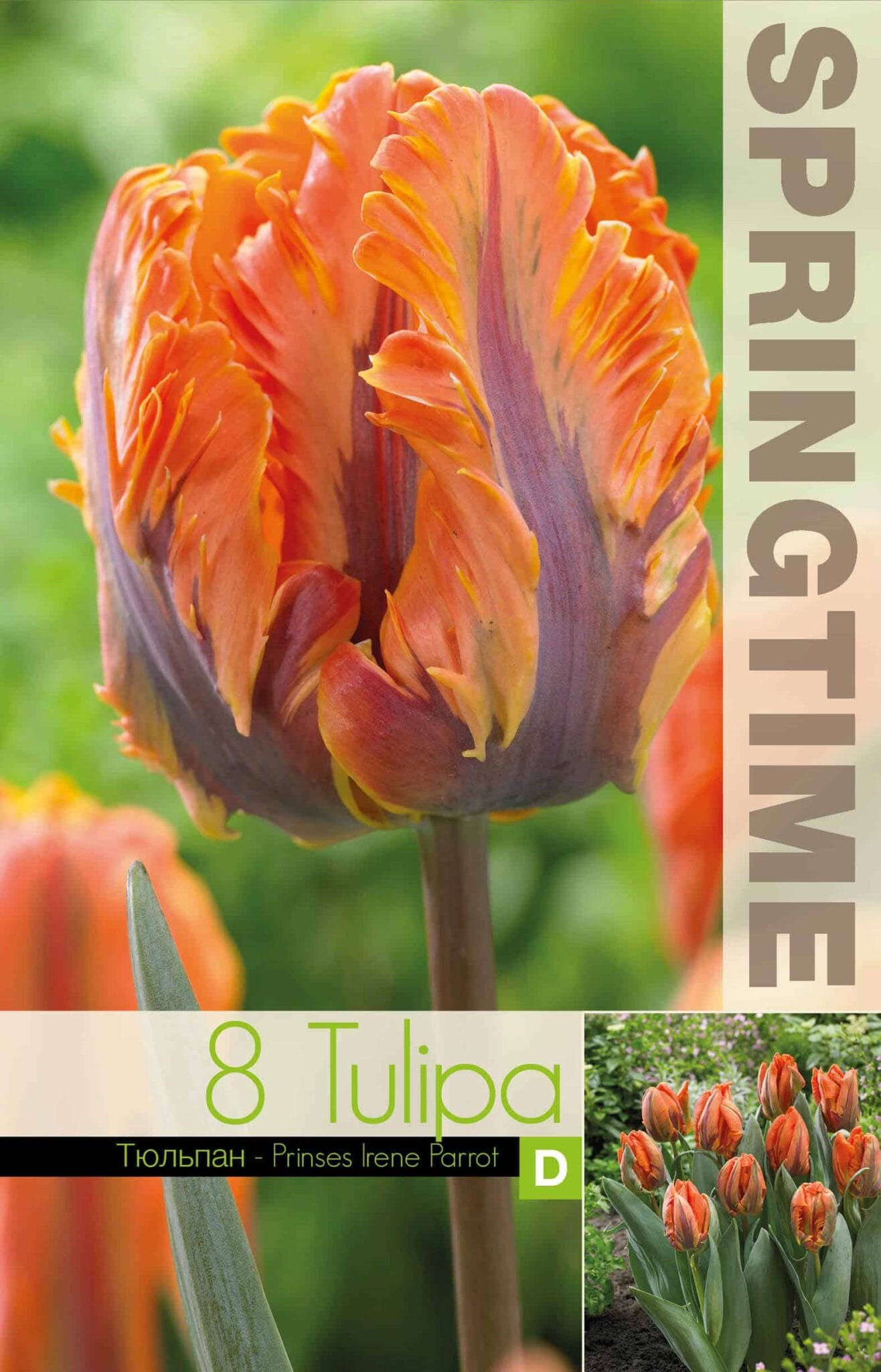 Tulipa Prinses Irene Parrot