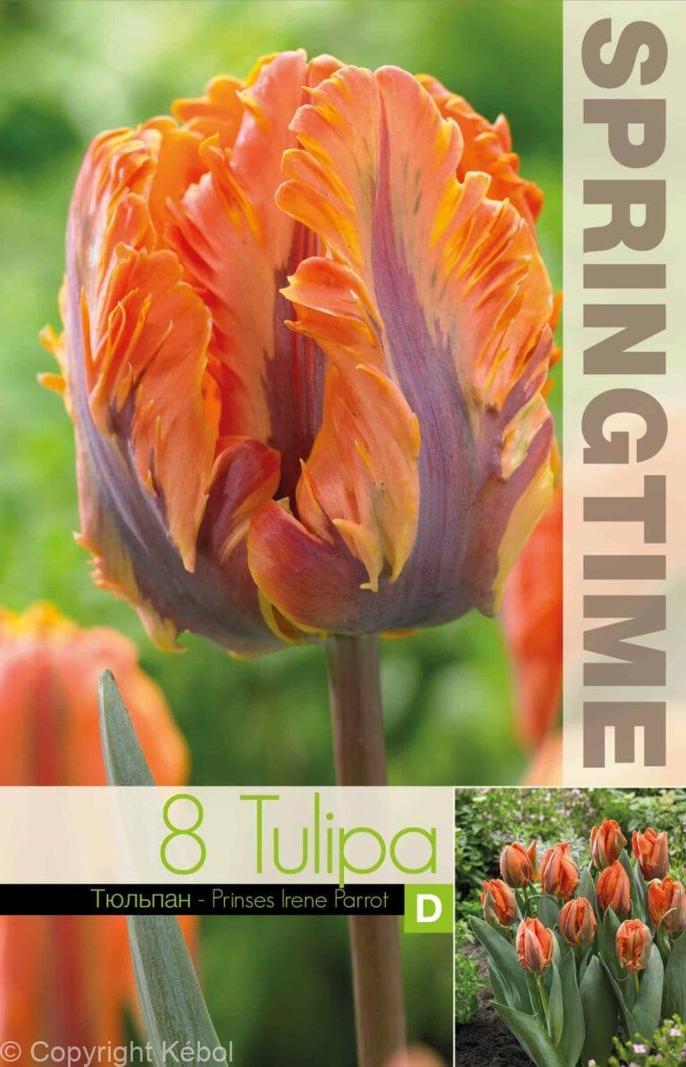 Tulipa Prinses Irene Parrot