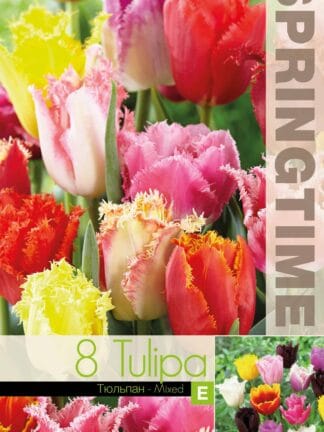 Tulipa Fringed Mixed