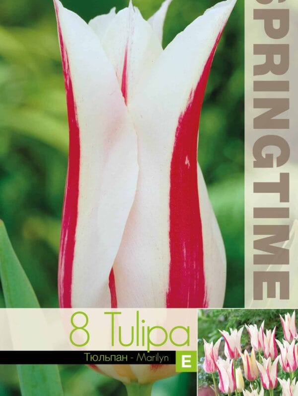 Tulipa Marilyn