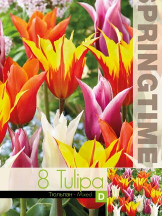 Tulipa Lily Flowering Mixed