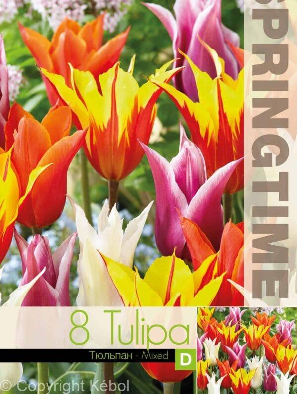 Tulipa Lily Flowering Mixed
