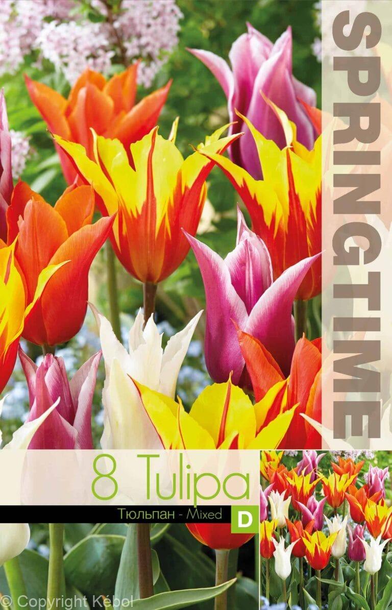 Tulipa Lily Flowering Mixed