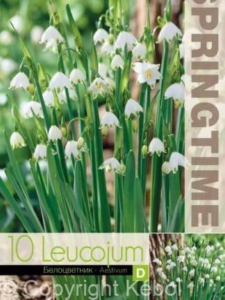 Leucojum Aestivum