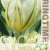 Tulipa White Valley - RB