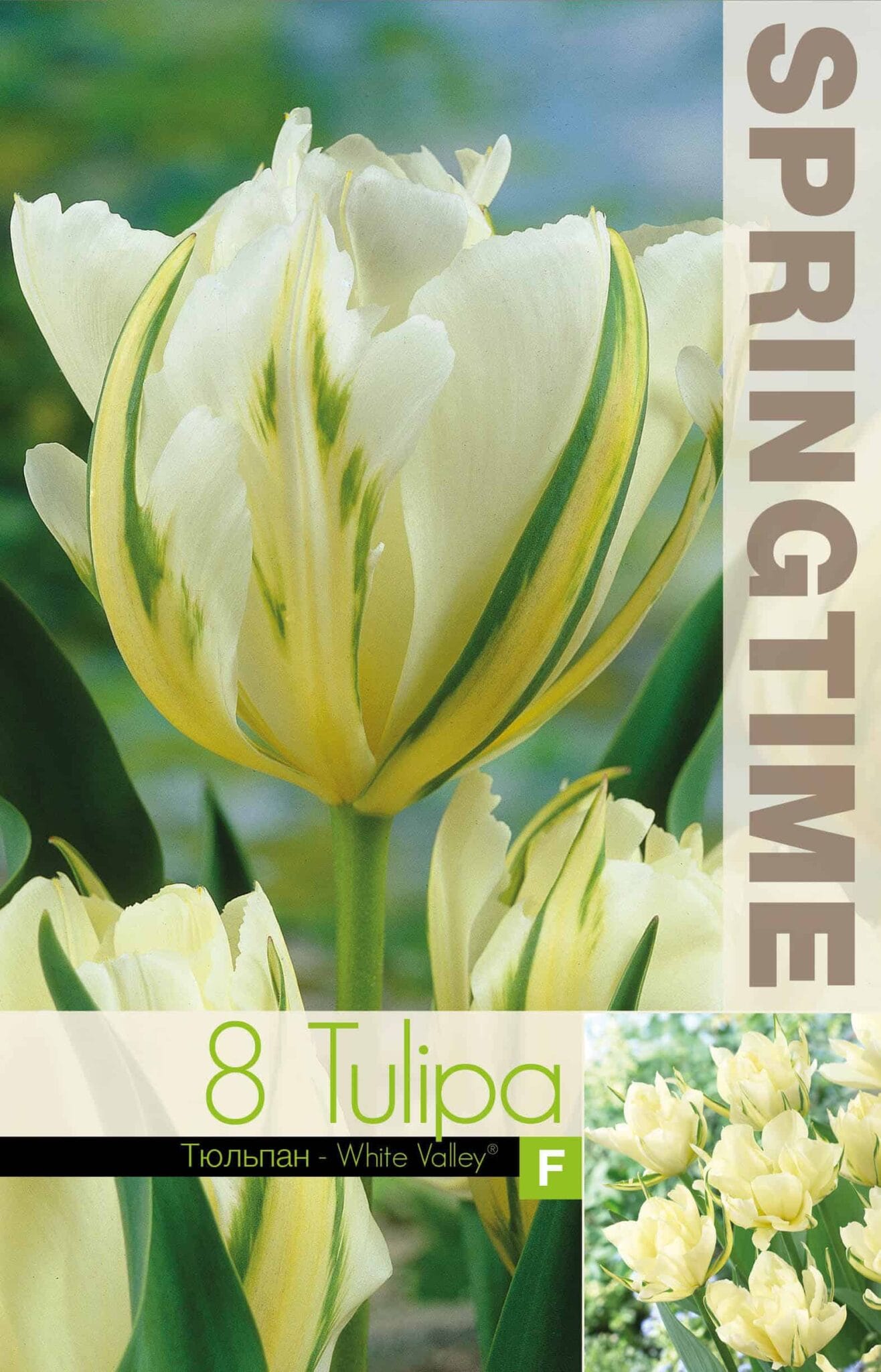 Tulipa White Valley - RB