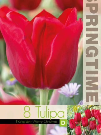 Tulipa Merry Christmas