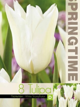 Tulipa White Triumphator