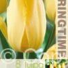 Tulipa Big Smile - RB