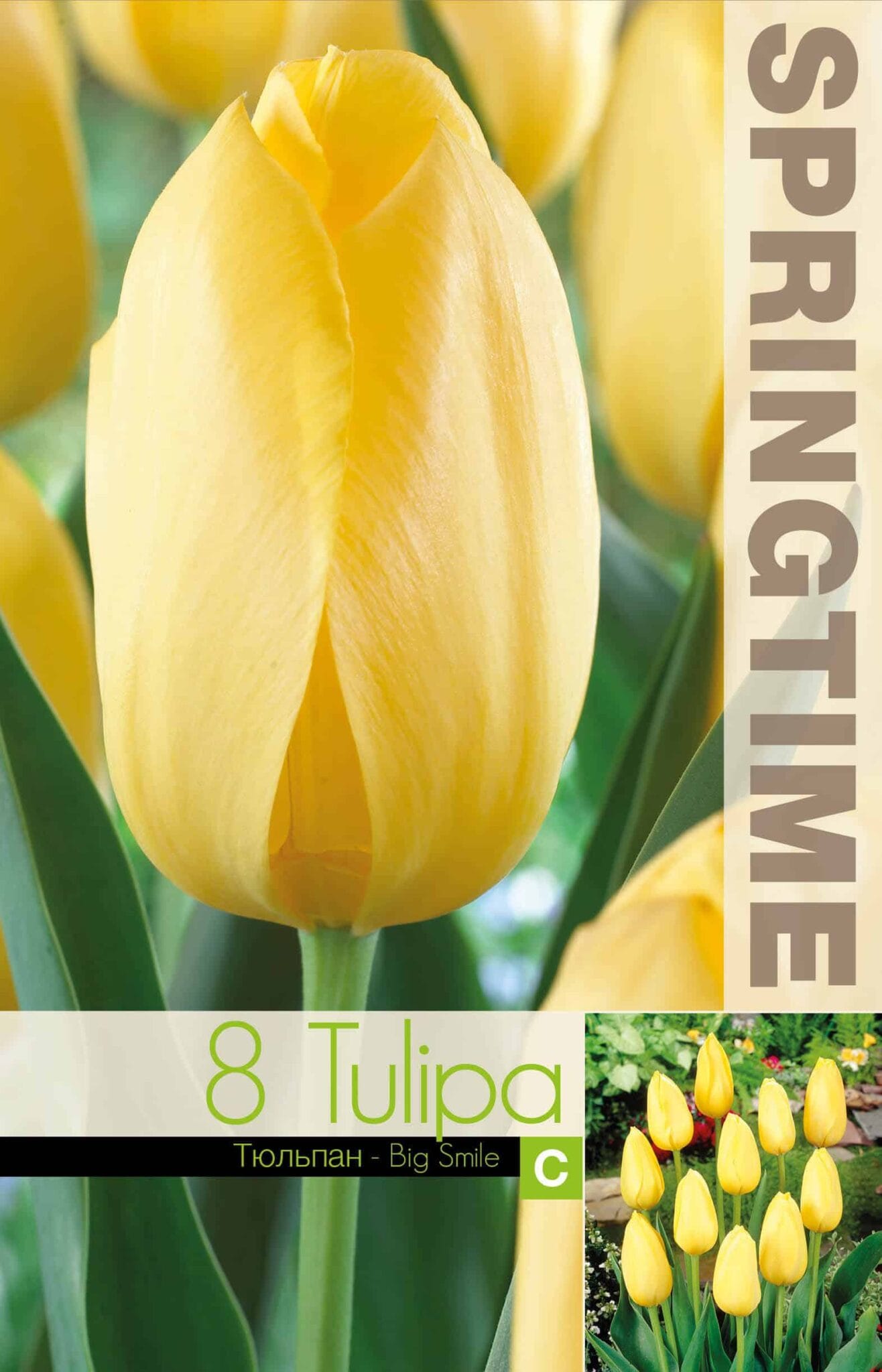 Tulipa Big Smile - RB