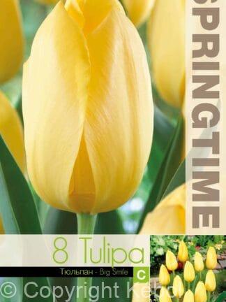 Tulipa Big Smile - RB