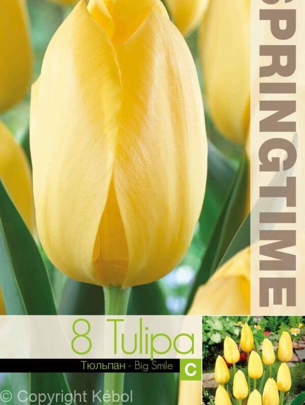 Tulipa Big Smile - RB