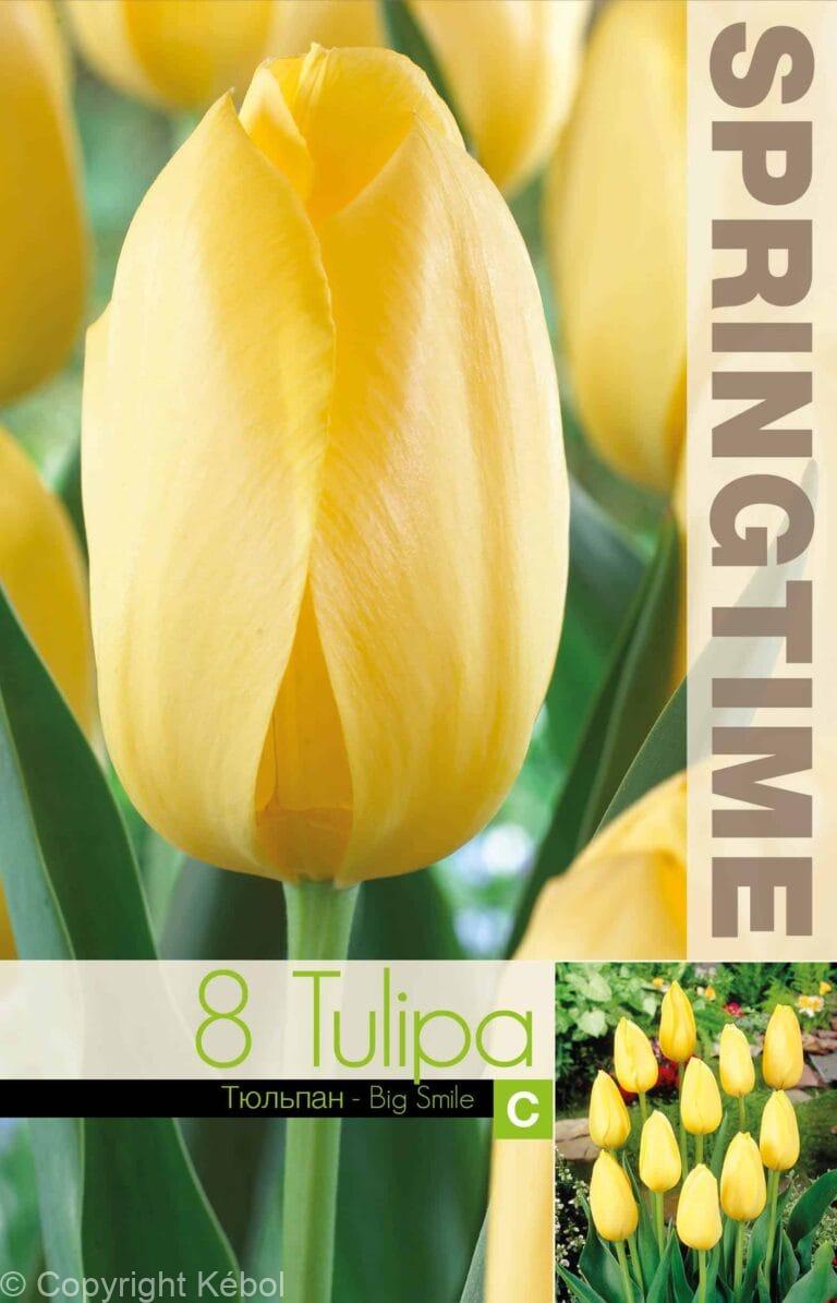 Tulipa Big Smile - RB