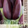 Tulipa Queen of Night - RB
