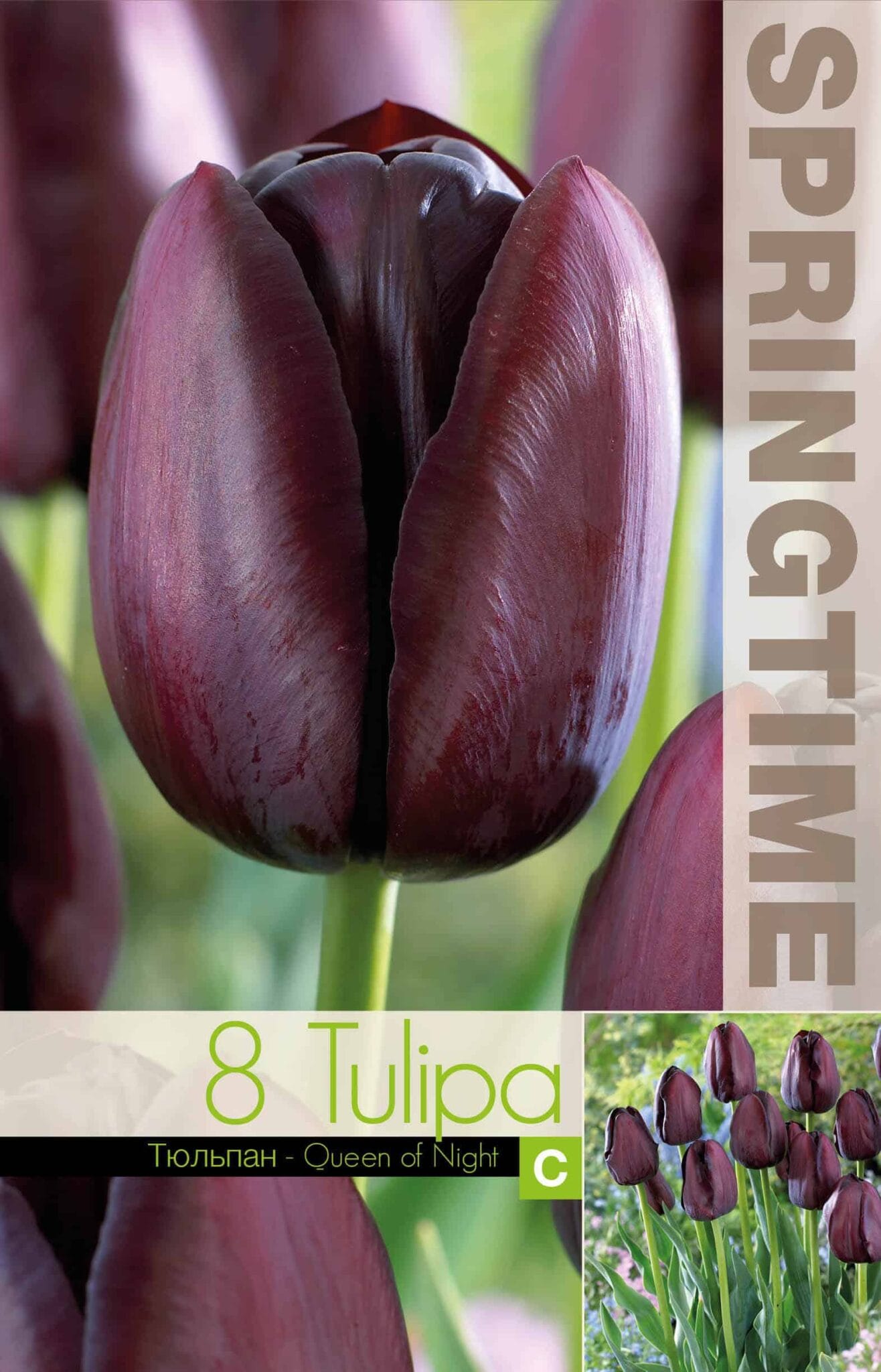 Tulipa Queen of Night - RB
