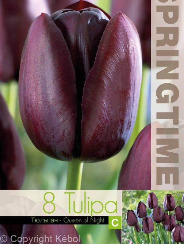 Tulipa Queen of Night - RB