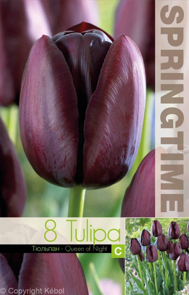 Tulipa Queen of Night - RB