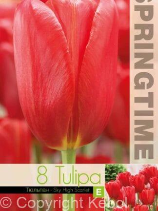 Tulipa Sky High Scarlet - RB