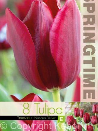 Tulipa National Velvet